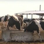 Коровы ели друг друга… Как выживала в оккупации одна из ферм в Харьковской области