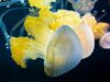 Виды медуз Черного моря: есть ли смертельно ядовитые