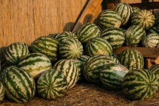 Як вибрати солодкі та стиглі мандарини: на що звертаємо увагу