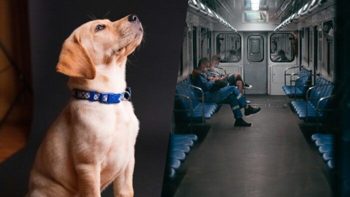 Фото к: В Киеве могут разрешить перевозку животных в метро