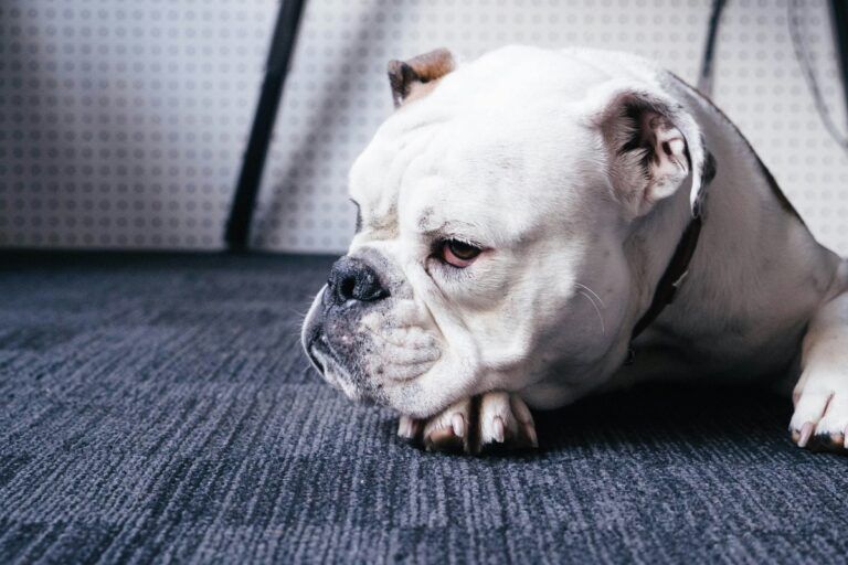 Фото 1 до: Чому собака може відчувати агресію до інших тварин чи людей