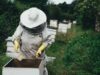 З Днем пасічника України 2025: медові привітання у віршах та прозі