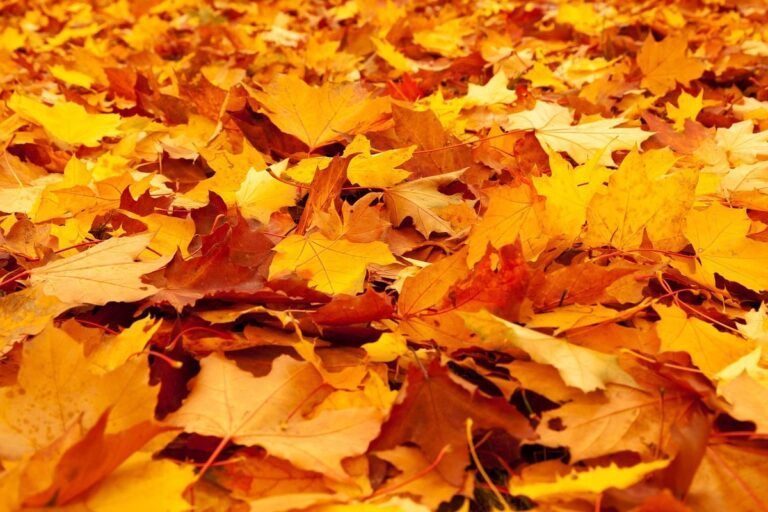 куди подіти опале листя