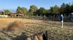 вбили коней під києвом