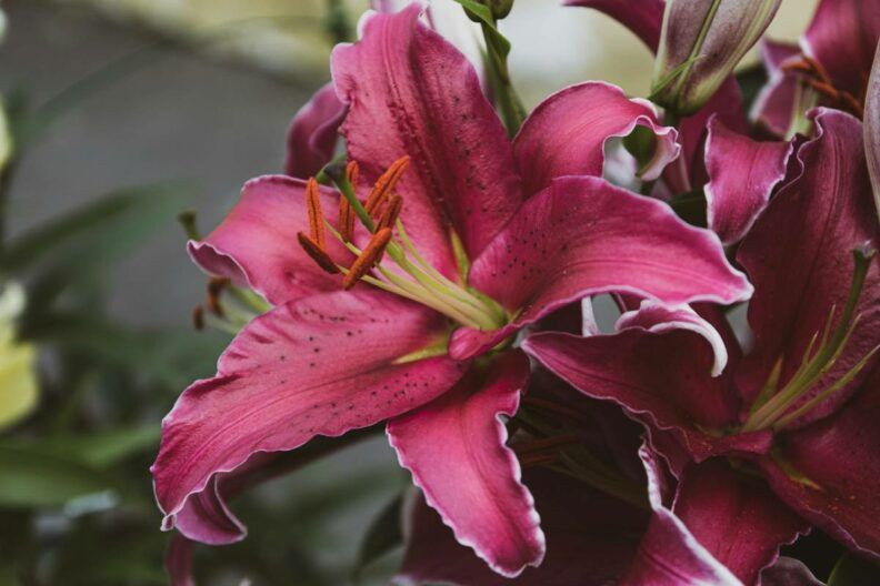 чи викопувати лілії на зиму