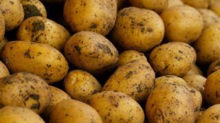 рекордный урожай картофеля