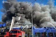 Поруч із чим садити баклажани у відкритому ґрунті: кращі сусіди на грядці