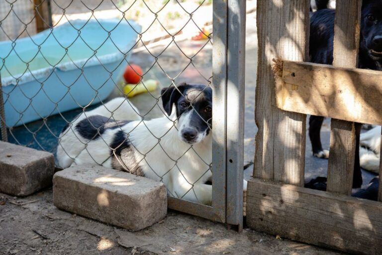 Фото 4 до: Підтримка небайдужих