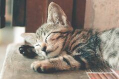 коти покращують життя
