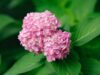 Щоб не довелося чекати до весни: як висаджувати гортензію у відкритий ґрунт восени