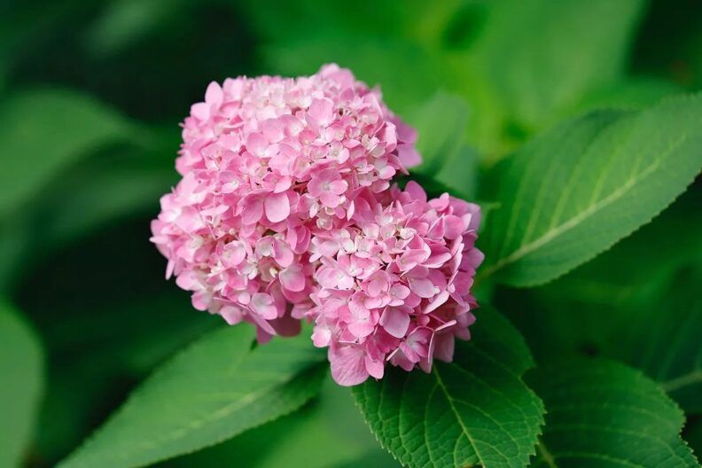 посадка гортензії восени