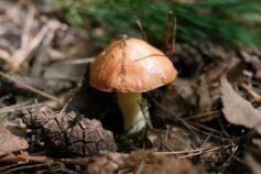 чи потрібно чистити маслюки
