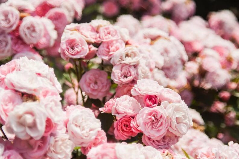 Фото <a href="https://unsplash.com/photos/-pldRipVgx4" target="_blank">Unsplash</a> Когда нужно обрезать розу на зиму