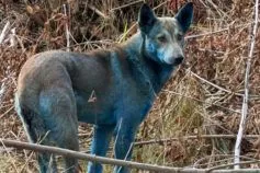 Важливо не проґавити зубний біль у дітей — коли саме потрібно здійснити перший візит до стоматолога
