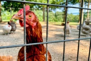 Птичий грипп распространяется среди птиц в Европе