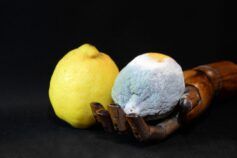 можно ли есть продукты с плесенью