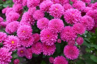 Як правильно зберігати хризантеми взимку