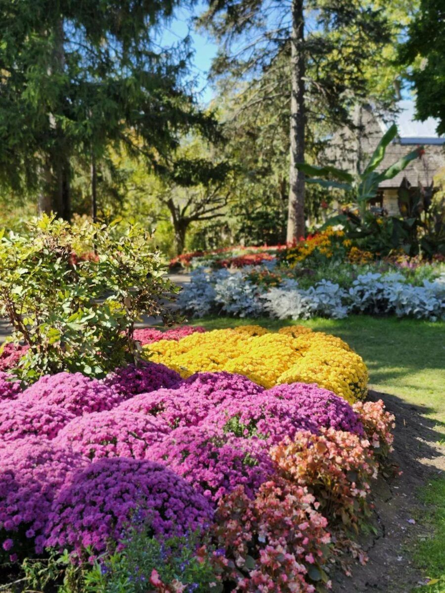 Фото до: Як зберігати хризантеми взимку — перевірені способи