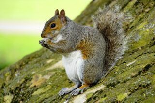 Чем кормить стрижа дома, если нет насекомых: полезные рецепты и советы