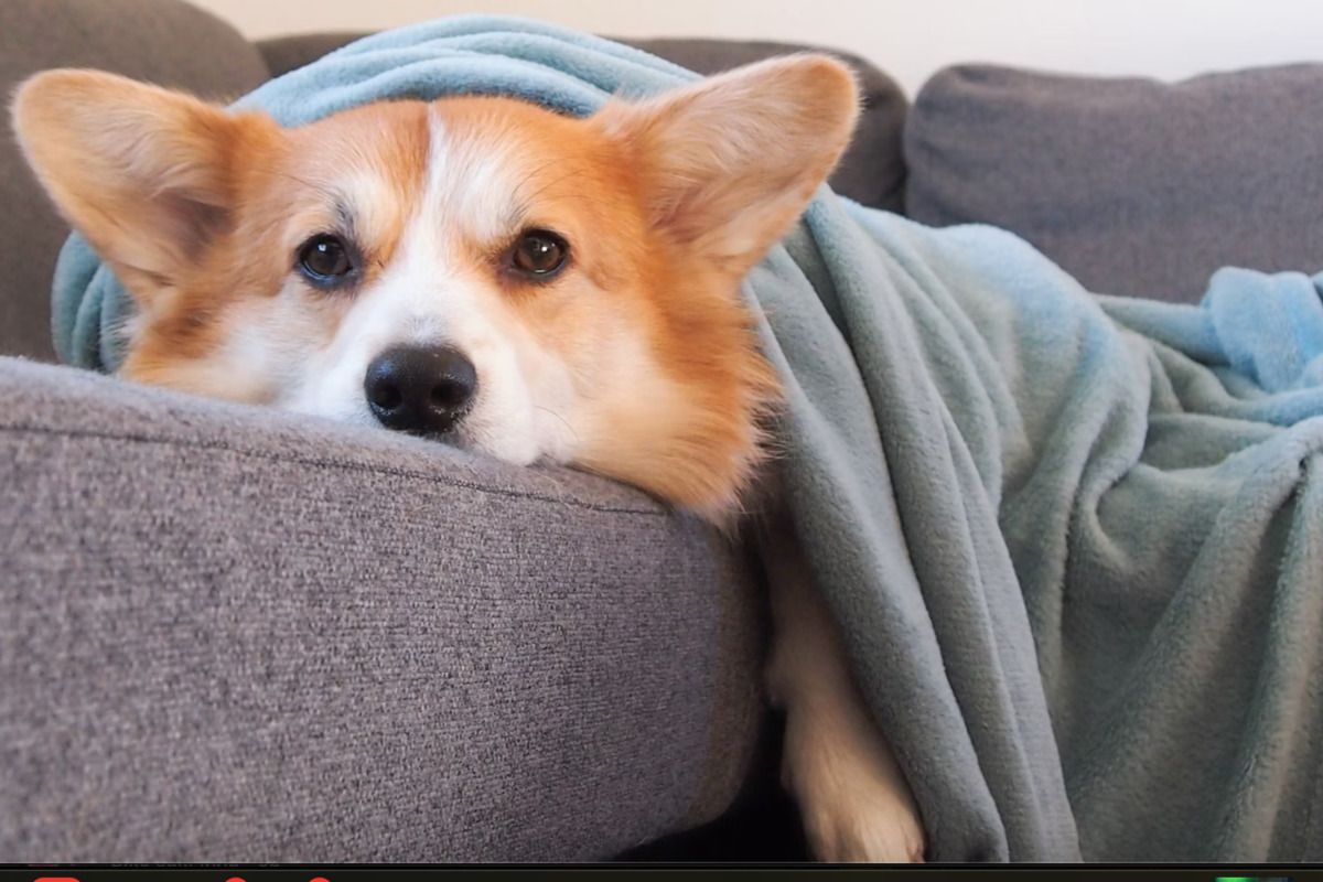 Фото до: Товста ковдра відповідного рівня тепла