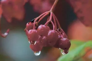 Калина на зиму