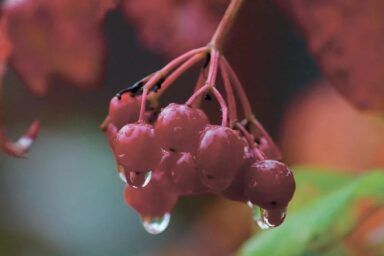 Калина на зиму