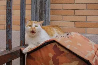 Жінка померла від сказу після укусу кота