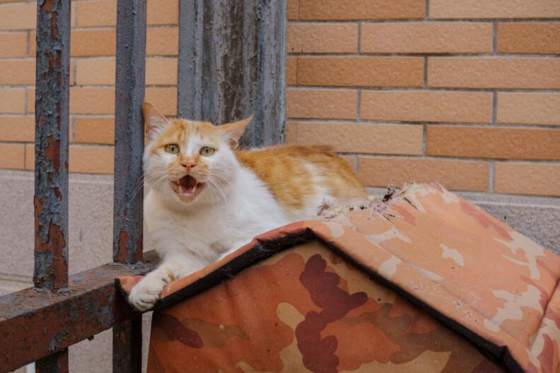 Жінка померла від сказу після укусу кота