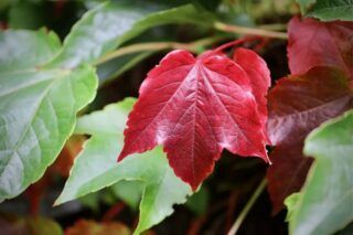 Чим бризкати виноград восени