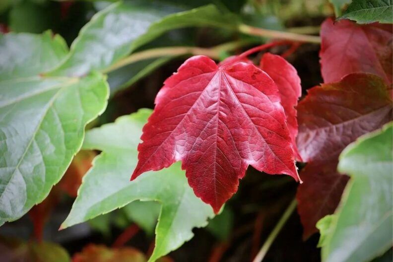 Чем брызгать виноград осенью