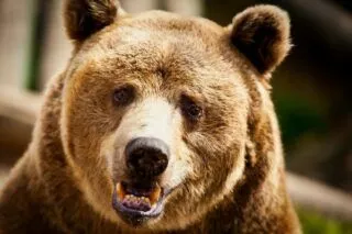 Японію охопила хвиля нападів ведмедів: влада ставить пастки та залучає військових