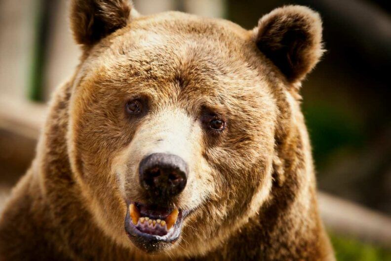 Японію охопила хвиля нападів ведмедів: влада ставить пастки та залучає військових