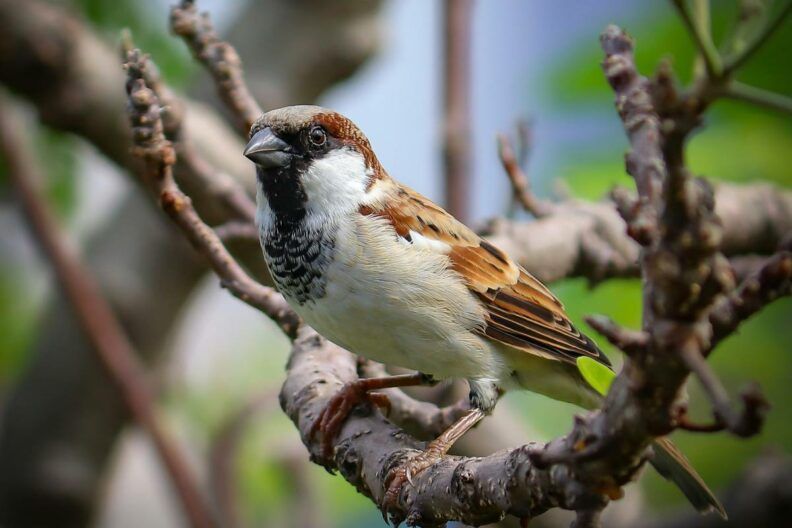 Горобців в Україні стає менше: експертка назвала головні фактори
