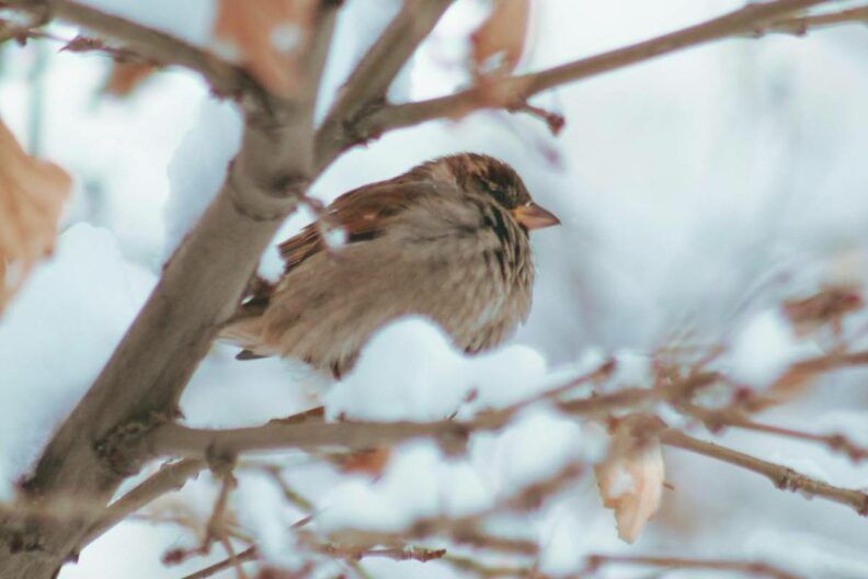 погода в запоріжжі грудень 2025