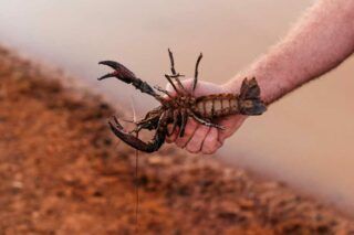 заборона на вилов раків в україні