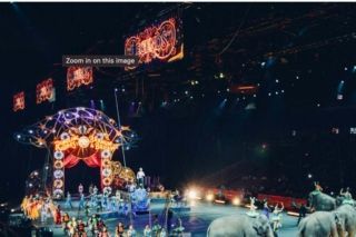 Тварини в цирку