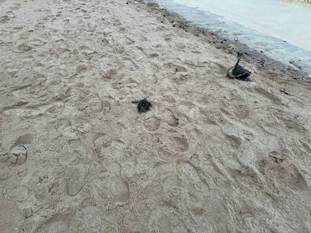 Фото до: В Одесі виявили плями невідомого походження: що відомо