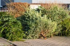 Где сдать елку в Киеве