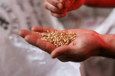 коли посівають