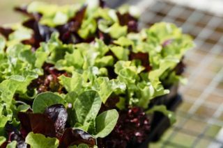 посівний місячний календар 2026 на січень