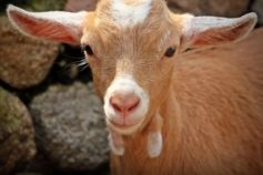 2027 год какого животного