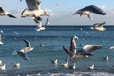 погода в одесі на січень 2026