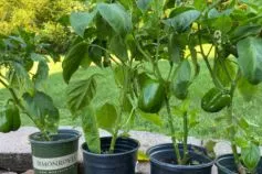 коли сіяти перець на розсаду