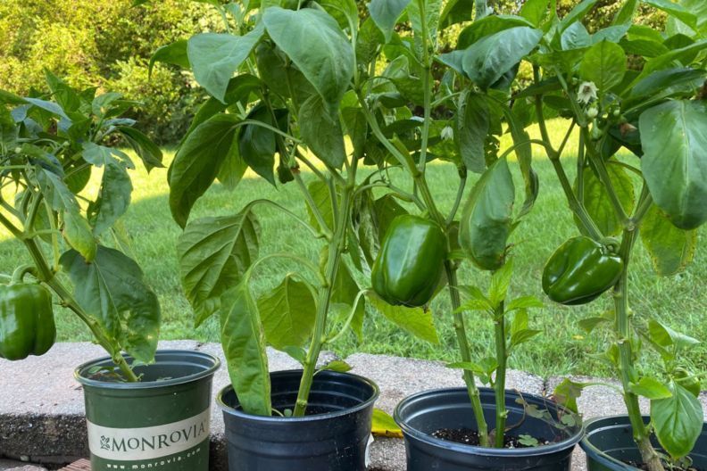 коли сіяти перець на розсаду