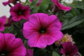 Когда сеять петунию на рассаду 2026