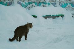 Дозволити вхід з тваринами на час морозів: UAnimals закликає бізнеси доєднатись до ініціативи