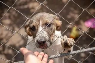 Захист тварин 2026