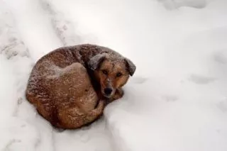 как уберечь бездомных животных от мороза