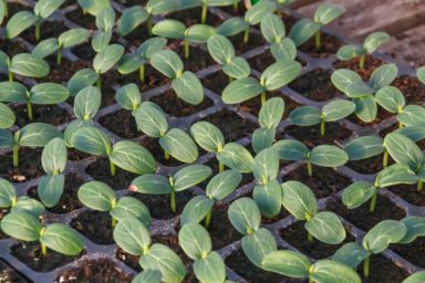 когда сеять огурцы 2026