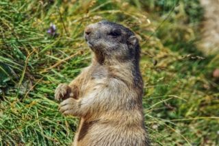 день сурка 2026